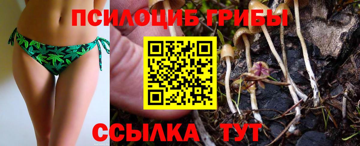 Псилоцибиновые грибы Psilocybine cubensis Воркута